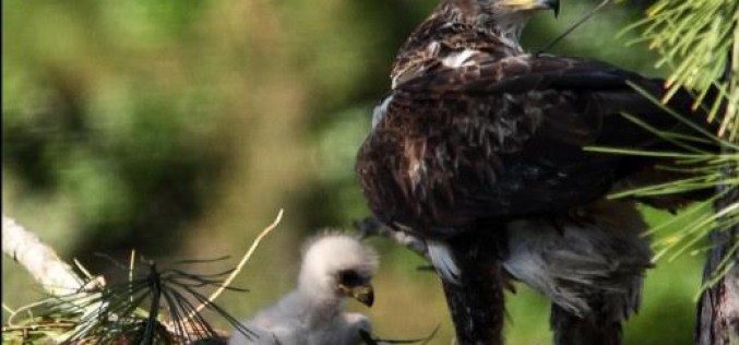 Vila do Bispo muestra en una exposición la vida del águila de bonelli