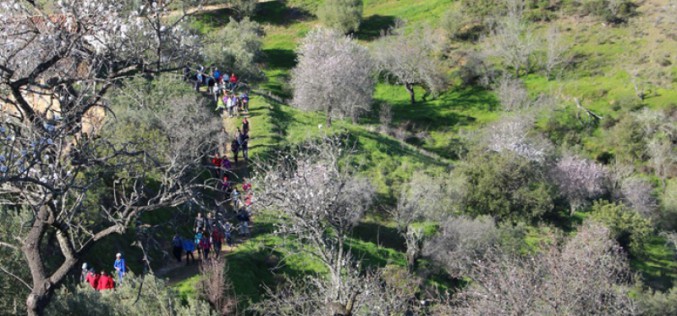 Más de 400 personas participan en el XI Paseo ‘Almendros en Flor’