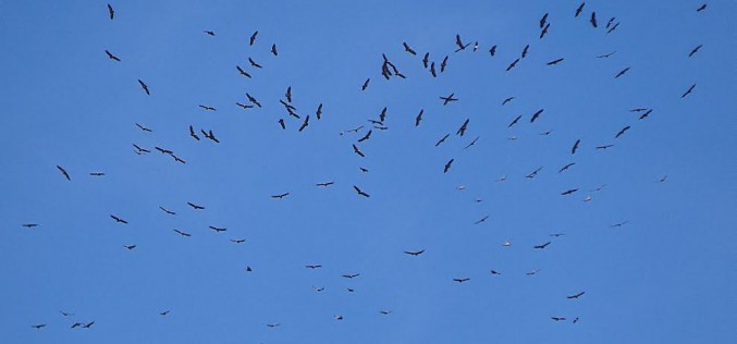 La belleza de la migración de aves en Sagres