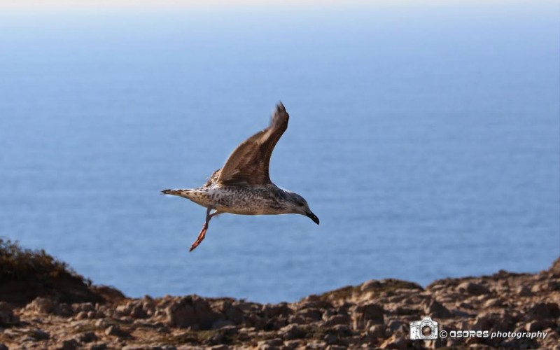 Guía de Observación de Aves en el Algarve