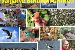 Nueva web dedicada a la fotografía de aves en el Algarve