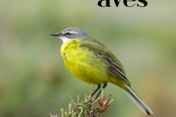 Vila do Bispo promueve el X Festival de Observación de Aves