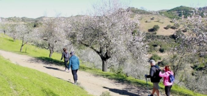 Amendoeiras em Flor levaram mais de 1000 pessoas à serra algarvia