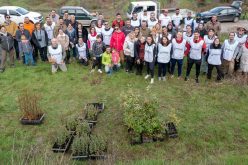Voluntarios plantan dos mil árboles en la Sierra de Monchique