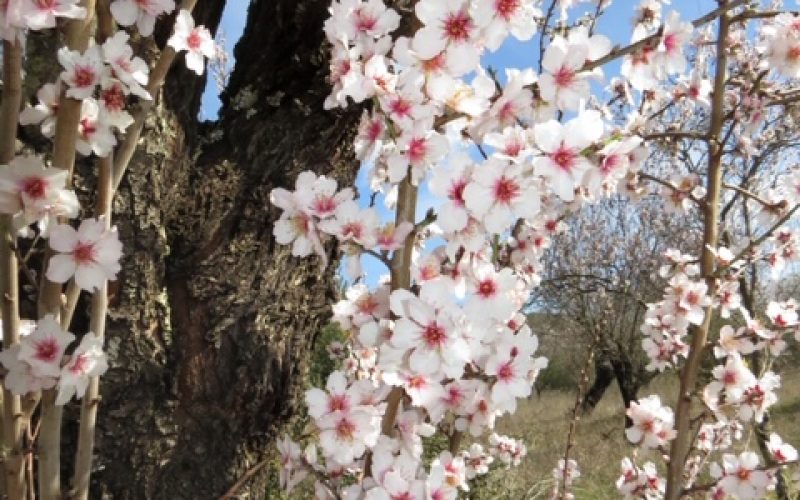 Loulé Creativo propone tours entre flores y recetas de almendras