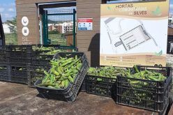 Silves entrega cosecha de verduras comunitarias a instituciones