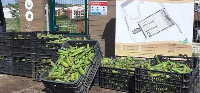 Silves entrega cosecha de verduras comunitarias a instituciones
