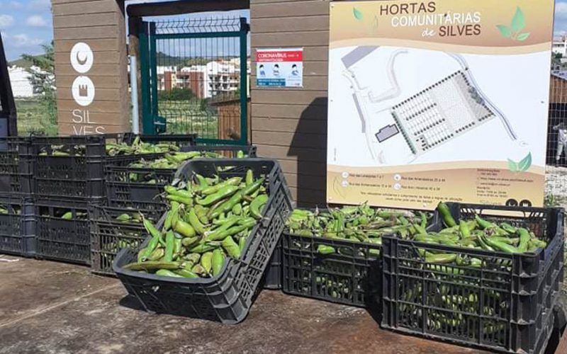 Silves entrega colheitas das hortas comunitárias a instituições do concelho