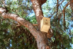 Castro Marim instala cajas nido para promover la avifauna