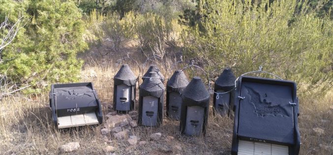 Baleares instala 100 refugios para murciélagos para ayudar a controlar la procesionaria del pino