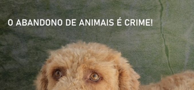 Olhão lanza campaña contra el abandono de animales de compañía en vacaciones