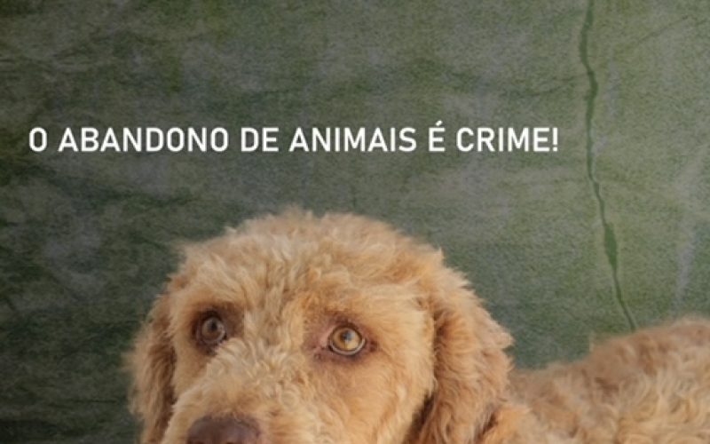 Olhão lanza campaña contra el abandono de animales de compañía en vacaciones